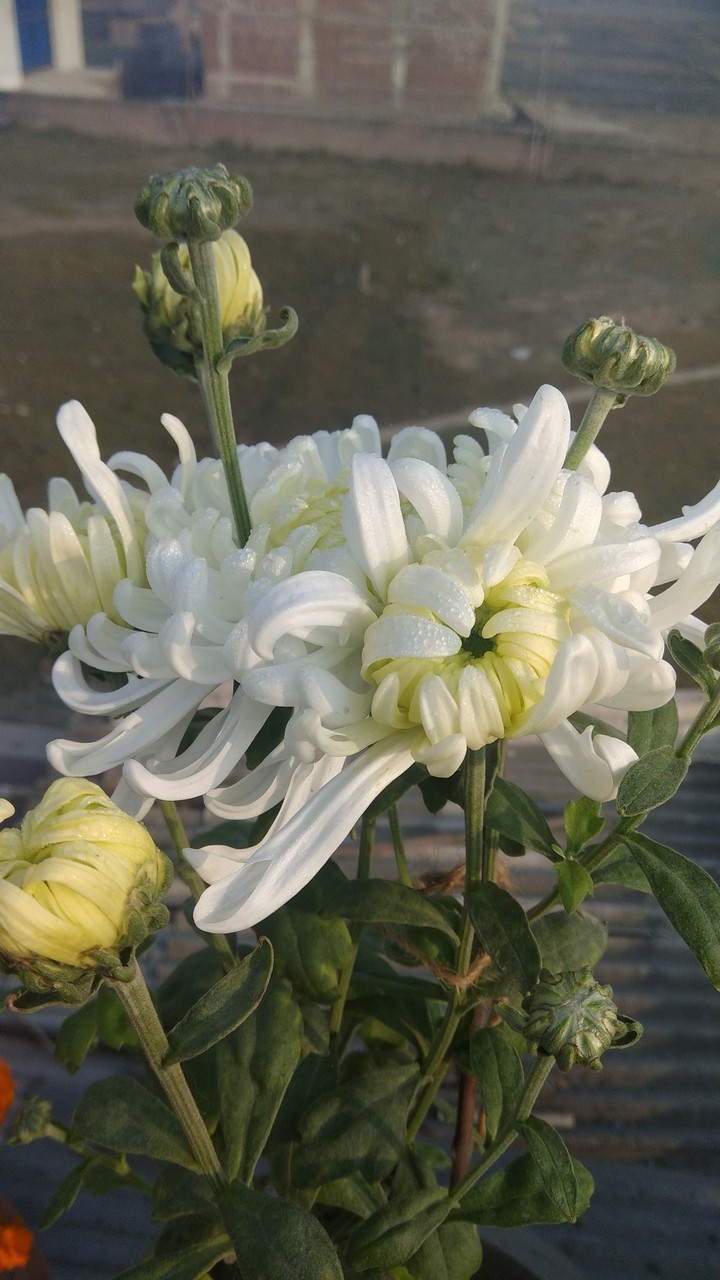 Flower