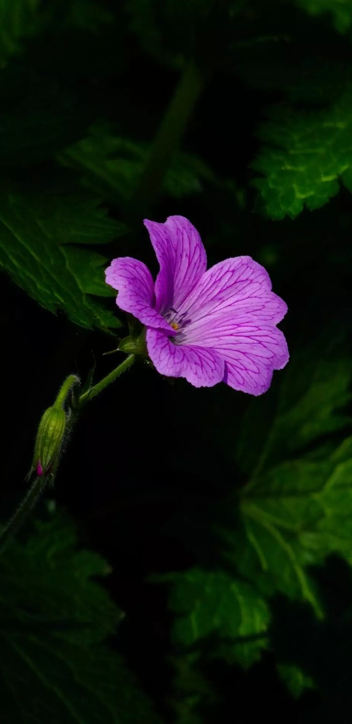 Violet flower