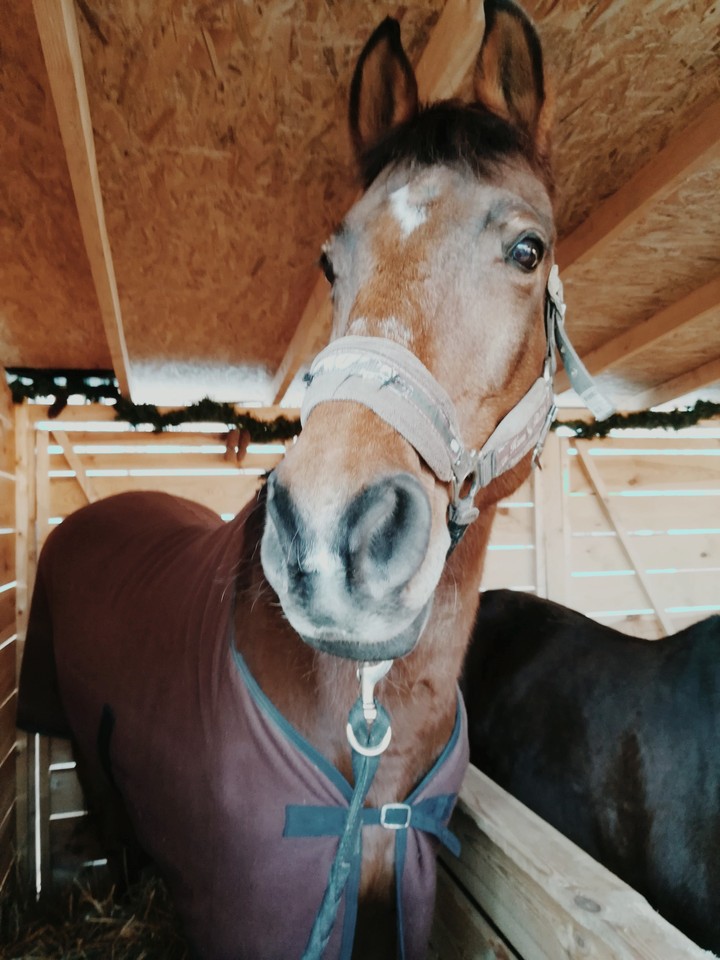 HORSE