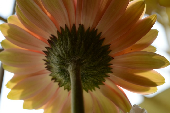 Beautiful flower
