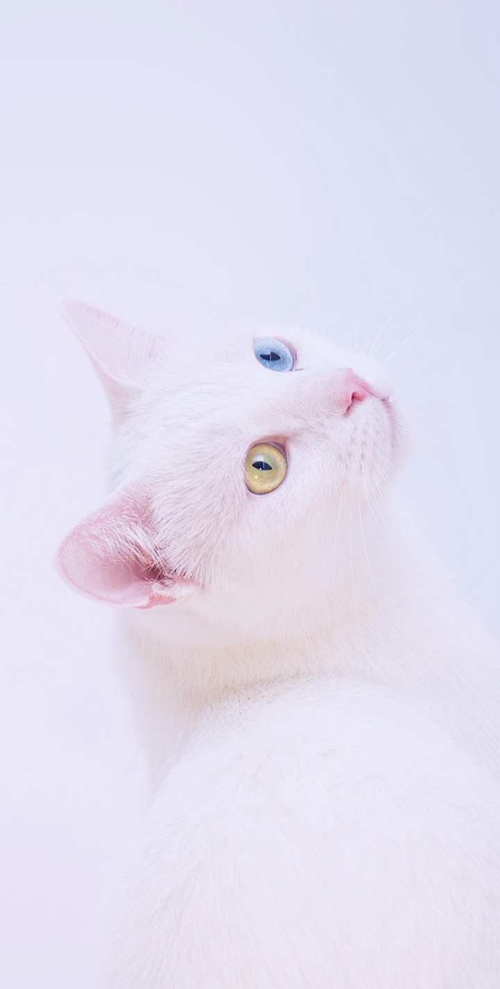 cat❣️
