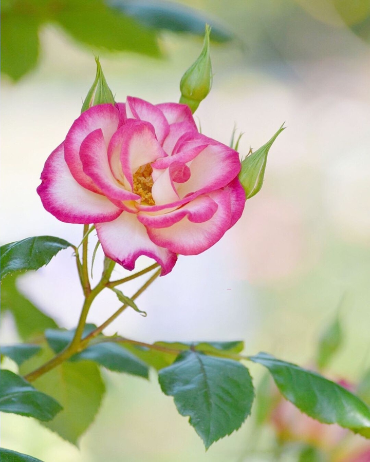 rose