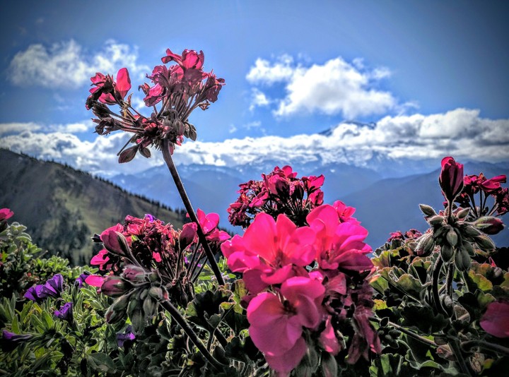 Flowers in full bloom with mighty Mt Rainier at the back