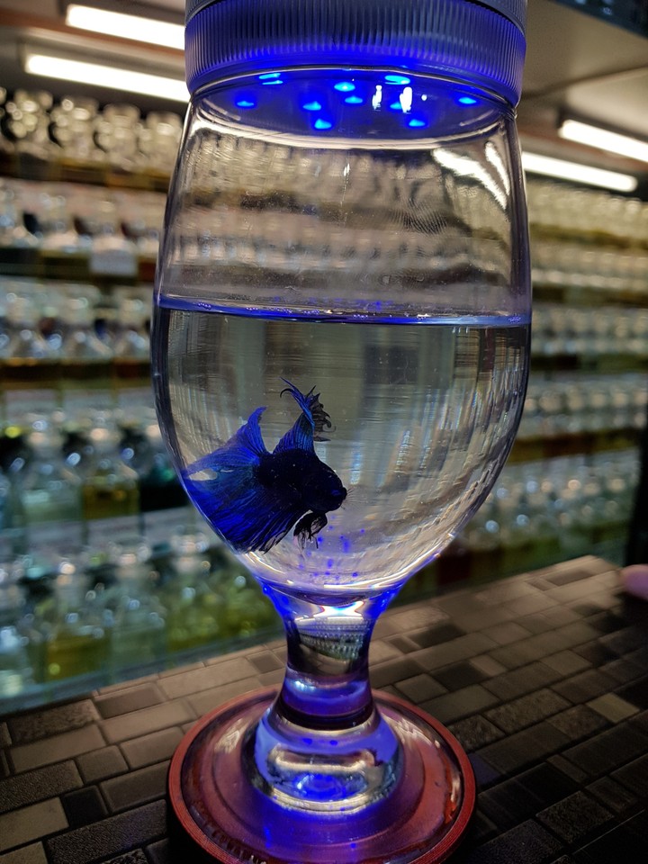 fighter fish