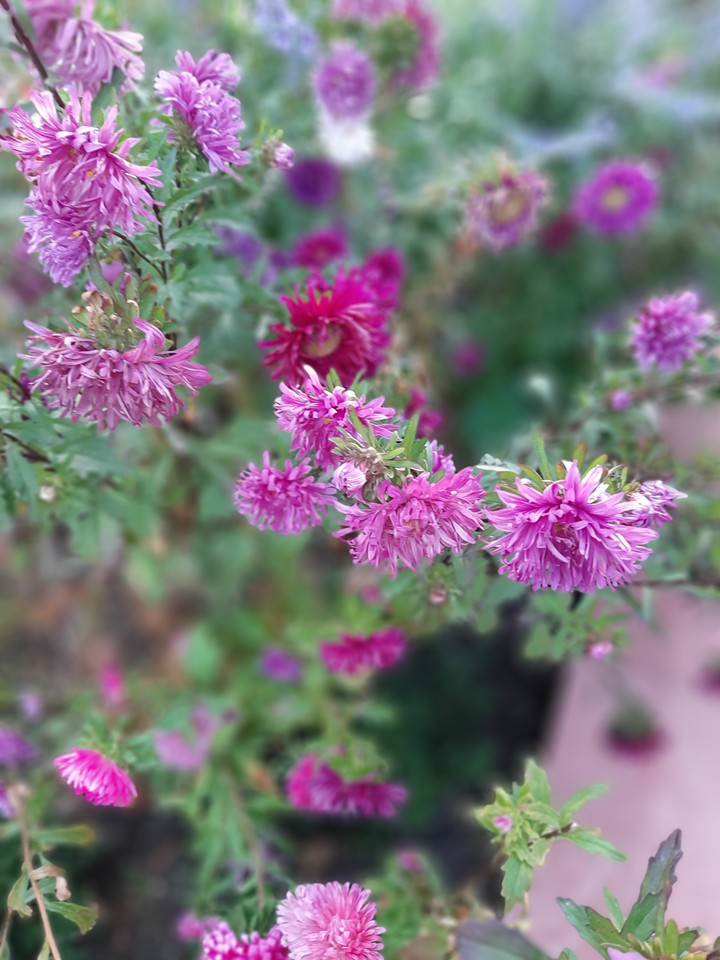 Asters