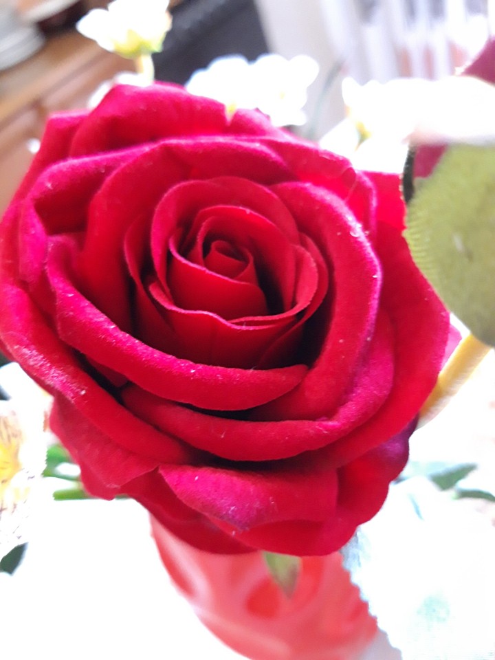 Red rose