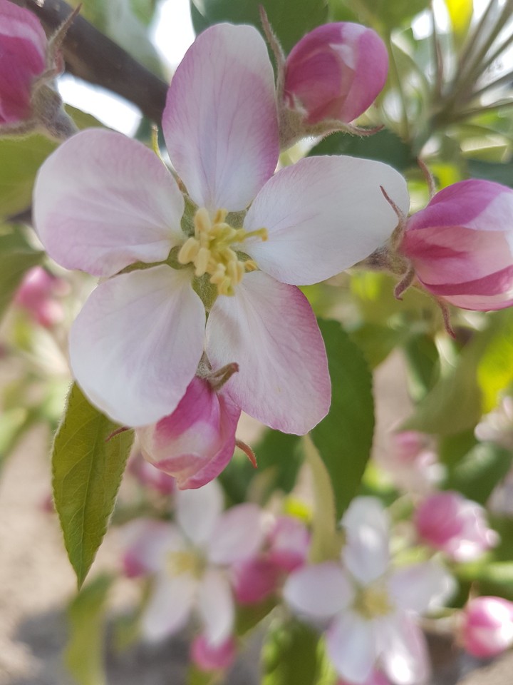 apple flowers