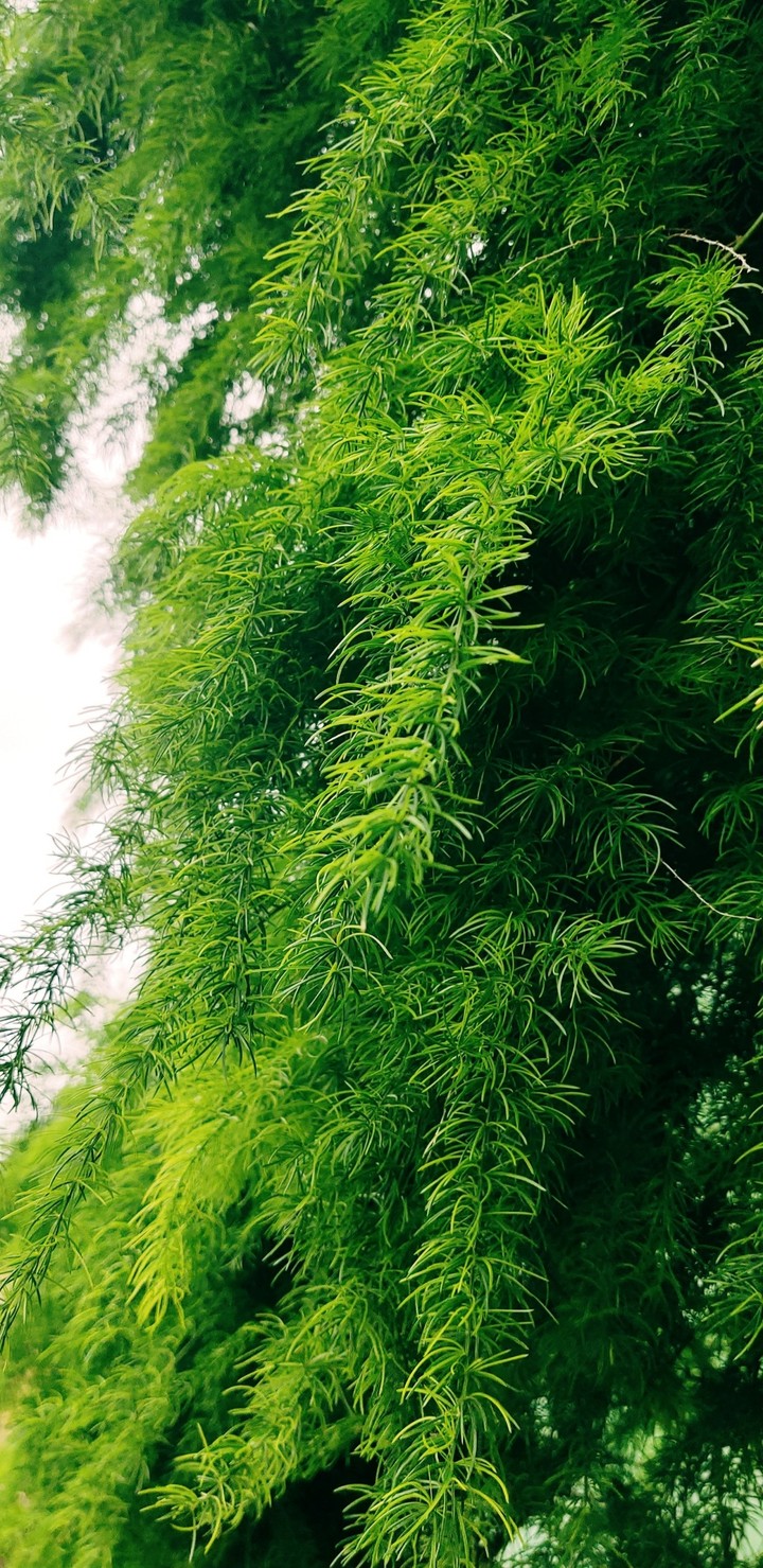 green flower gross