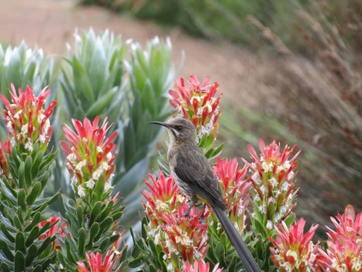 bird