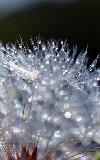 dew