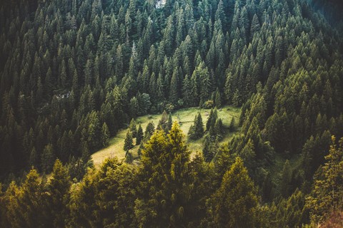 Small place surrounded trees