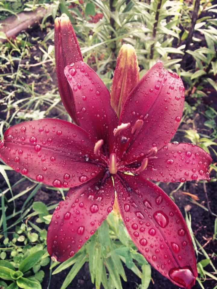 Lily