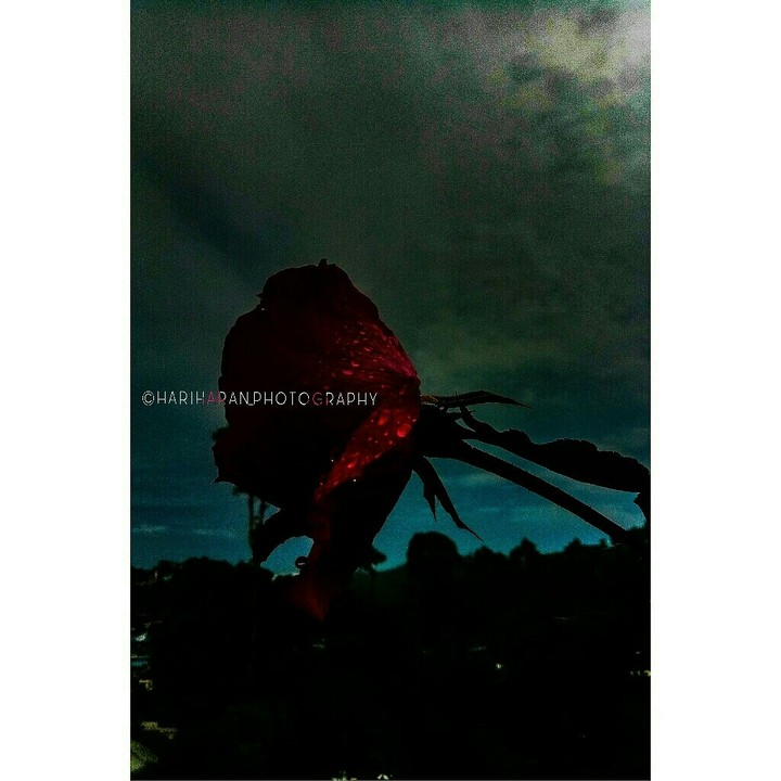 ||| •Rain Rose• |||