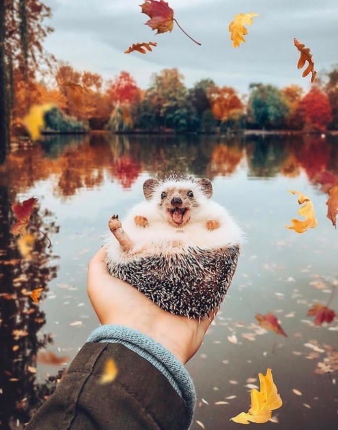 jeż jesienią nad wodą