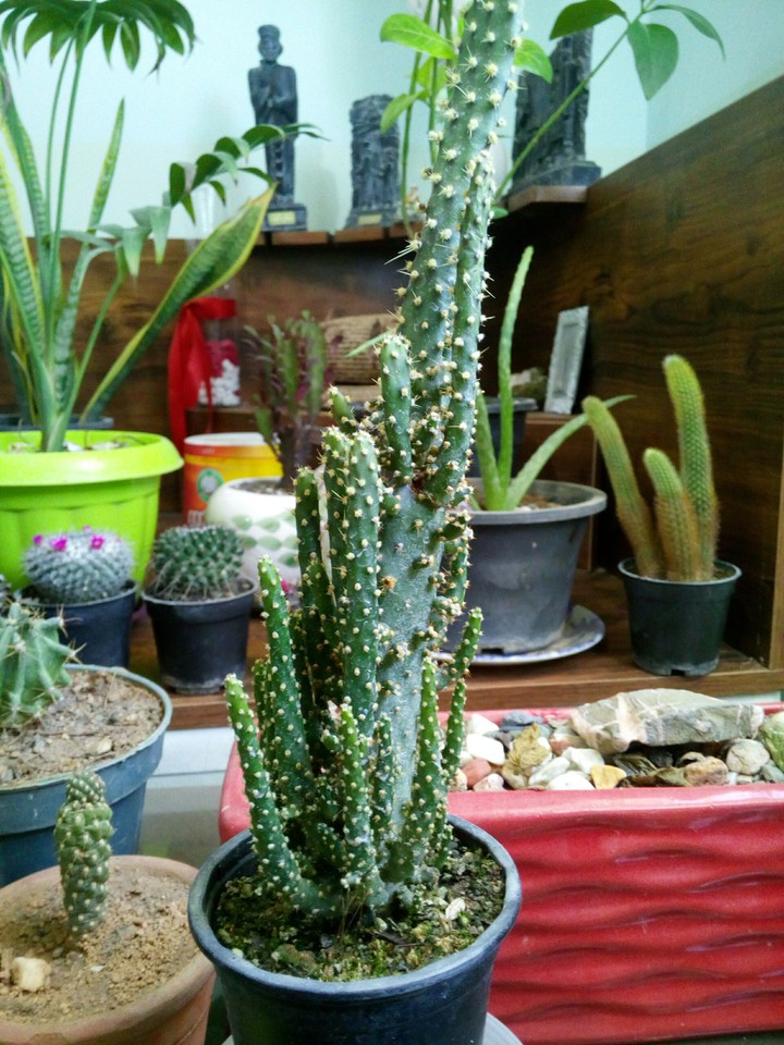 kaktus lovi