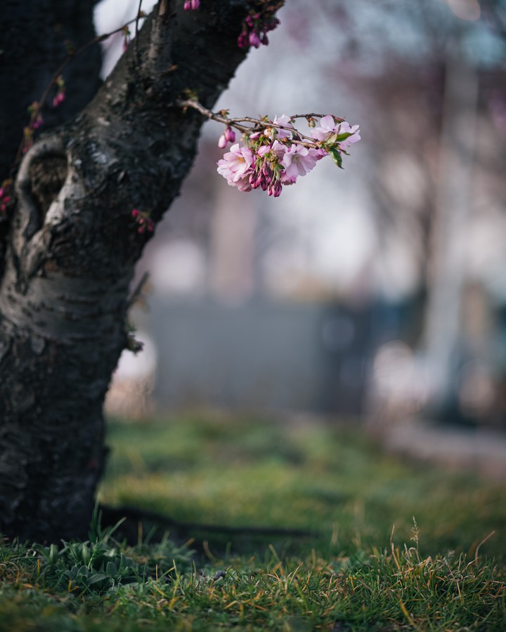 Spring nature