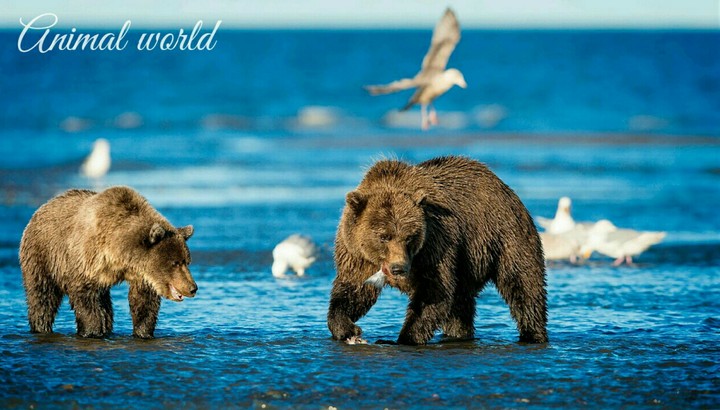 Animal world.