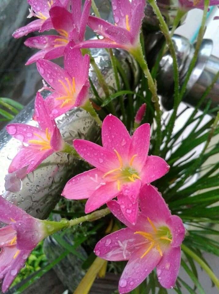 lilly