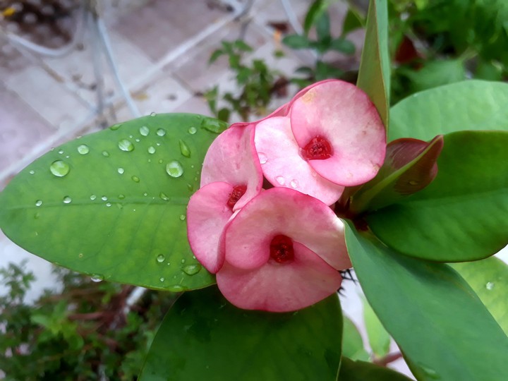 flower