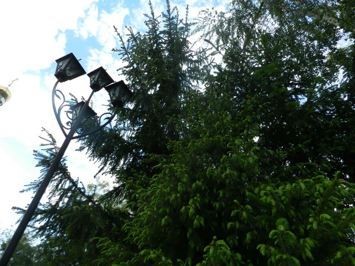 tree