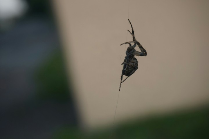 insect