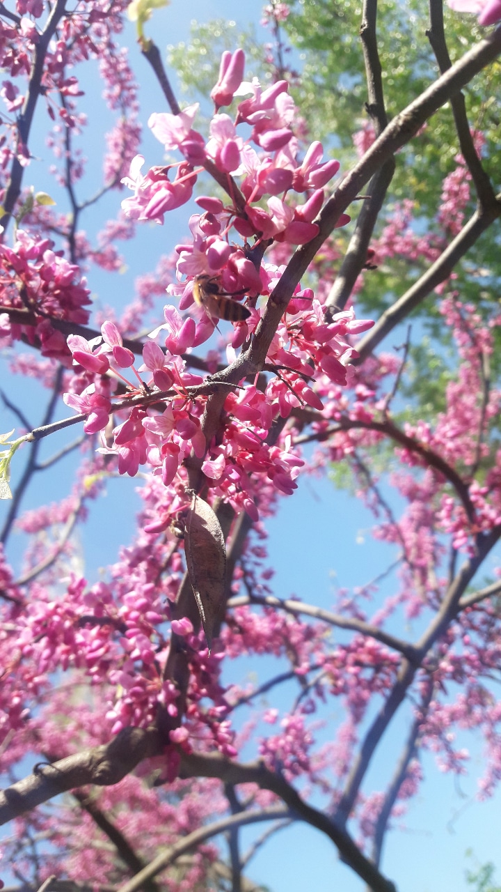 Bee