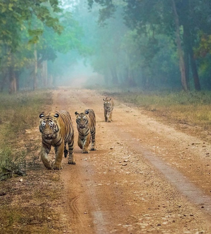 Tiger Way