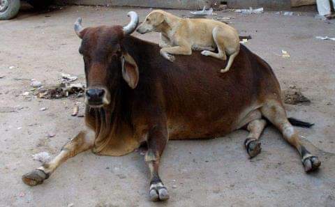 close friends