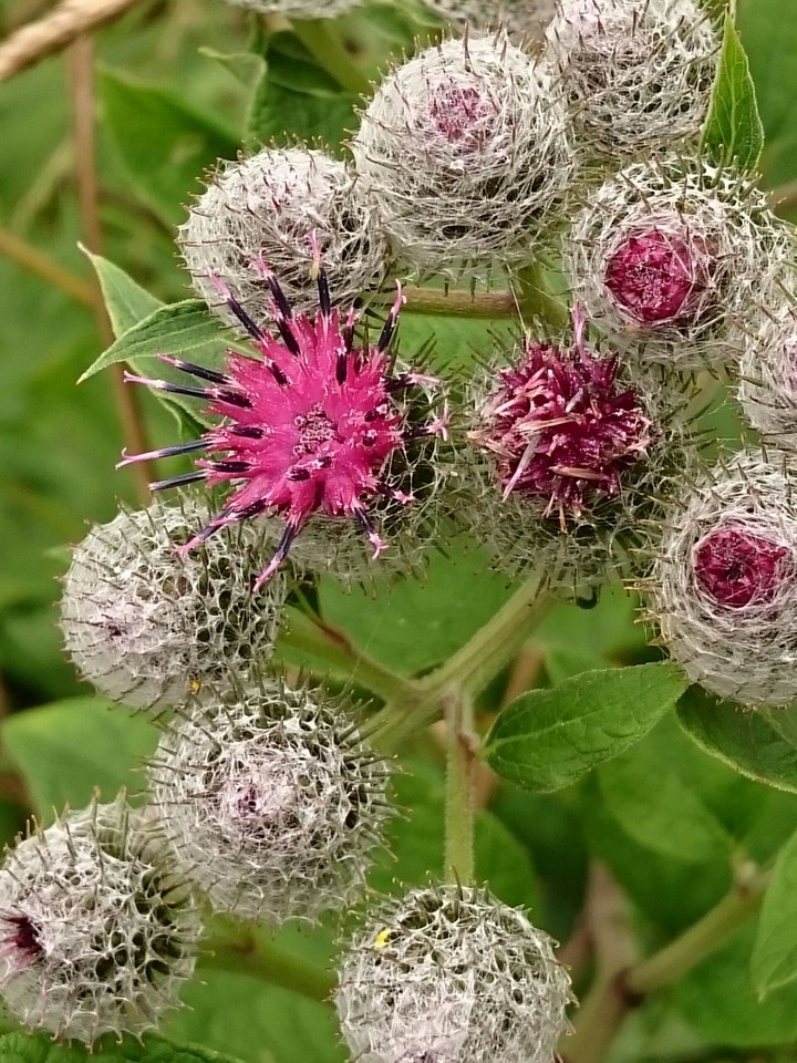 Distel