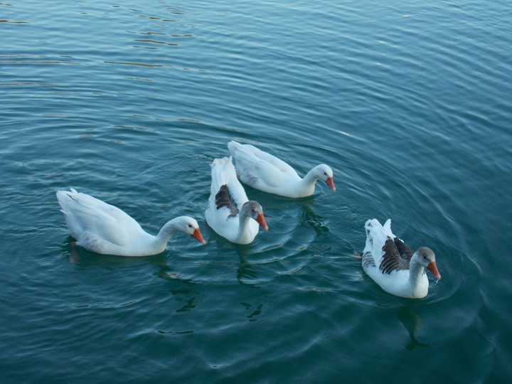 Ducks on the lake - iran - yazd