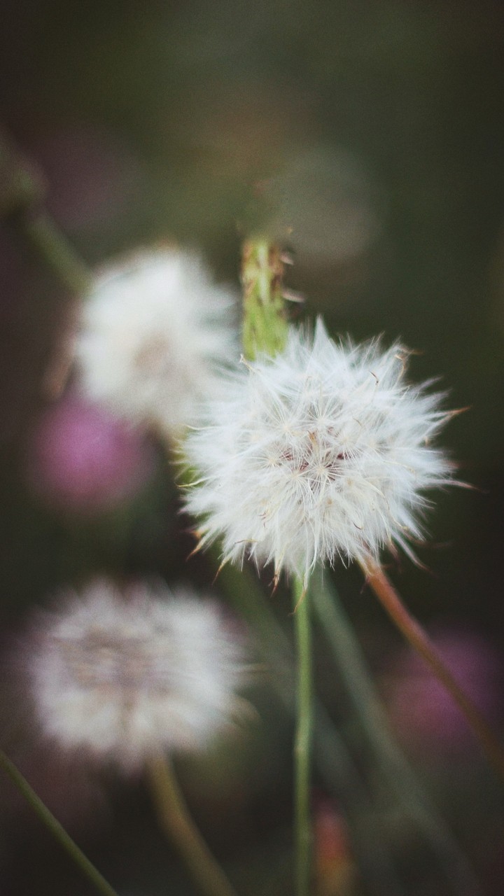 macro shot