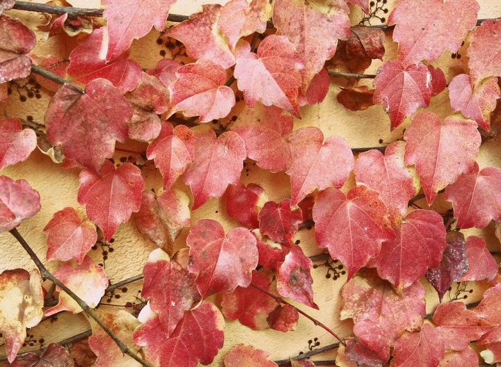 Maple Leaves