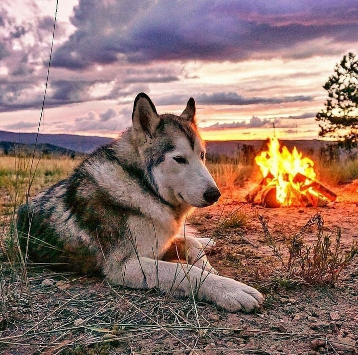 тепло от костра♡•♡
