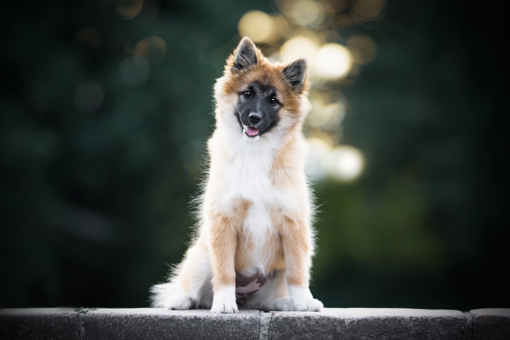 Метис,dog