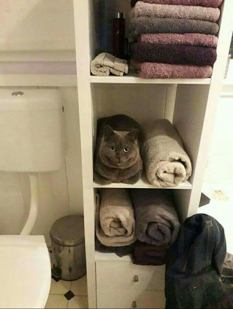 cat
