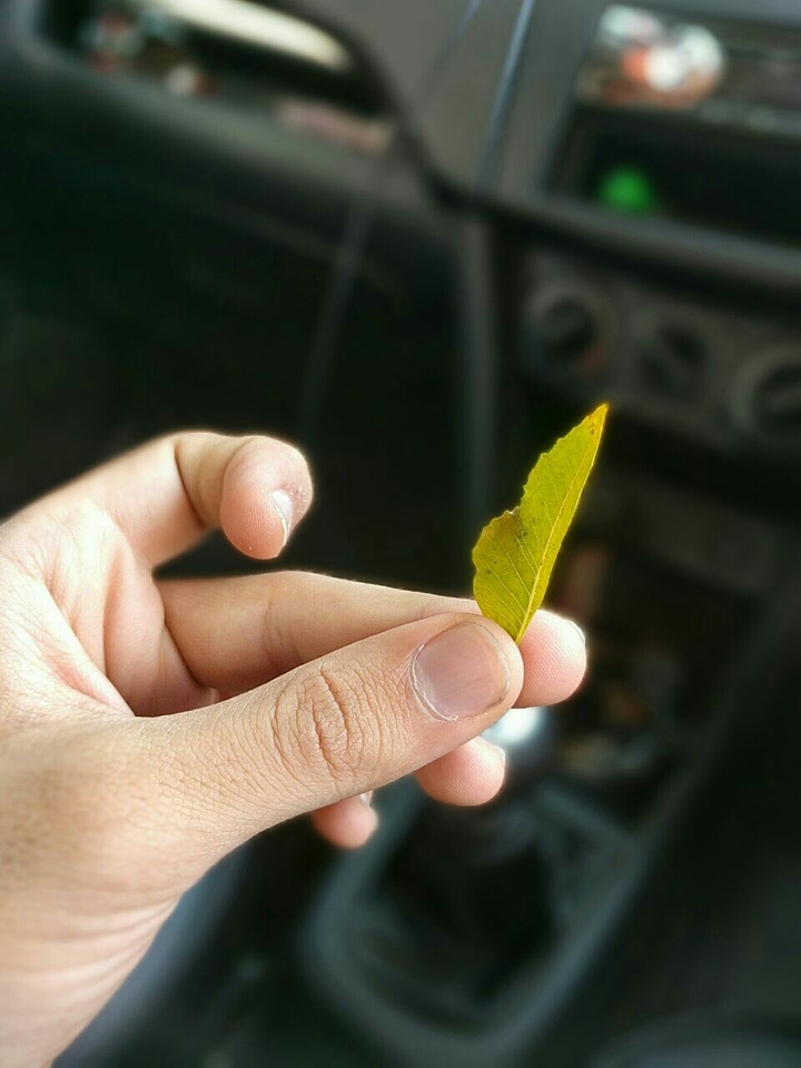 the last leaf..