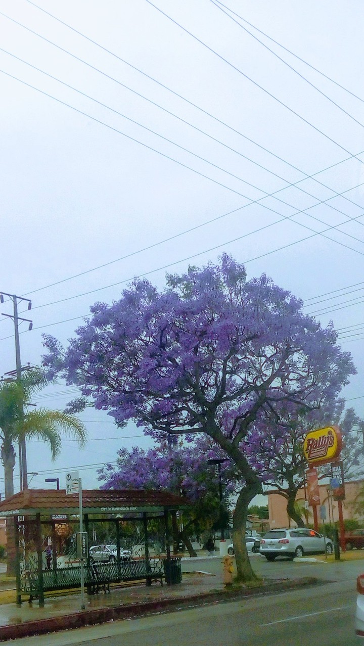 Do you see that tree so beautifully