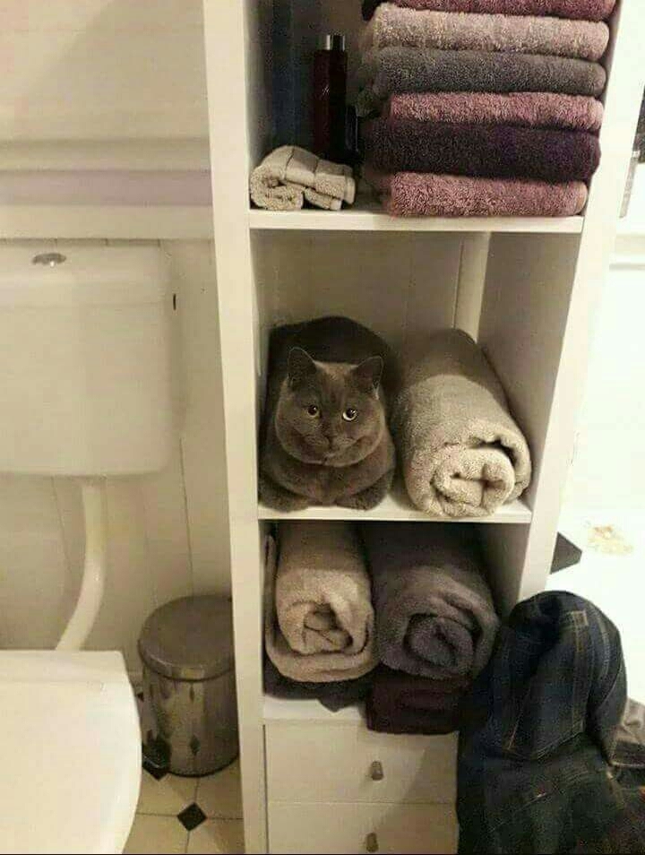 cat