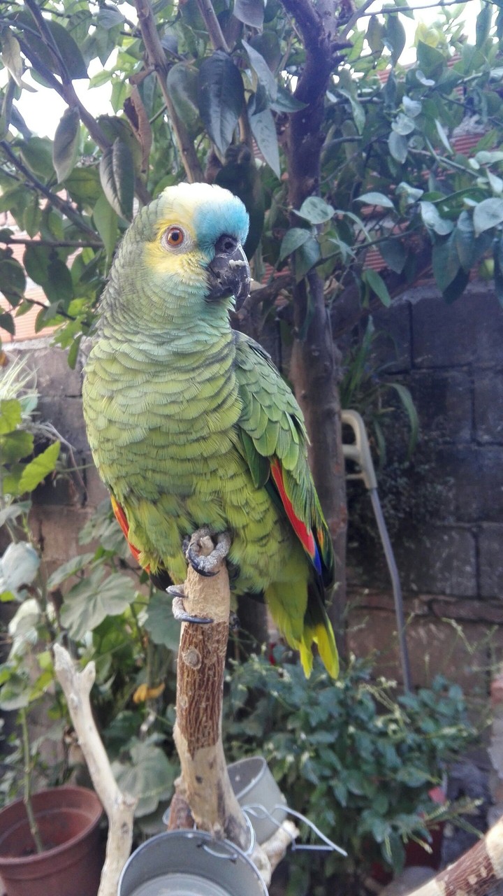 Parrot