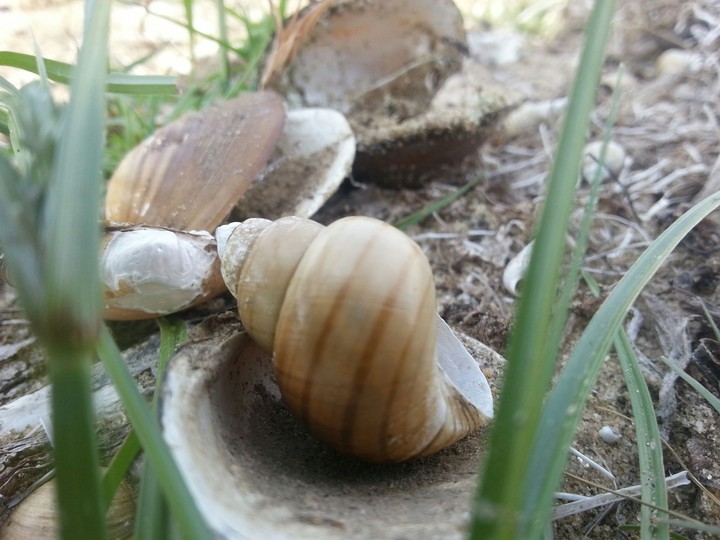 alone snails