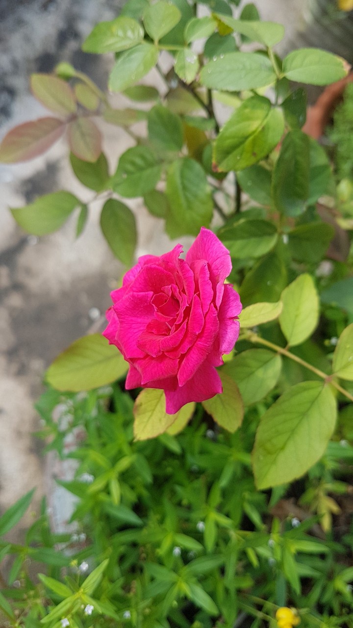 rose