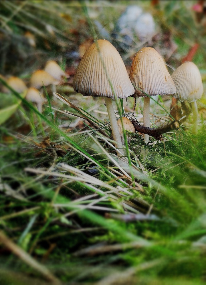 Pilze