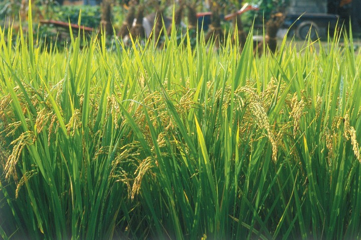 Rice