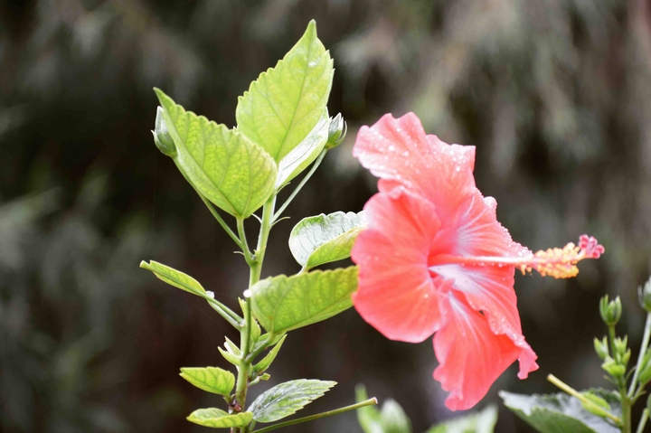 hibiscus flower