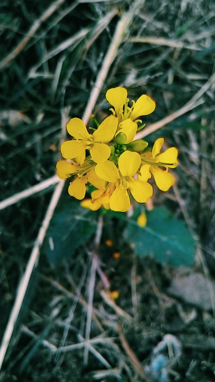 wild flowers