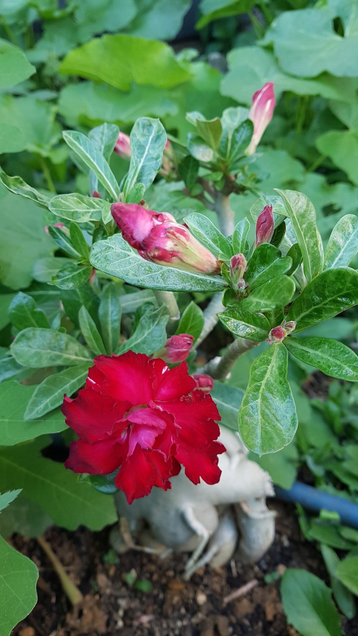 flower
