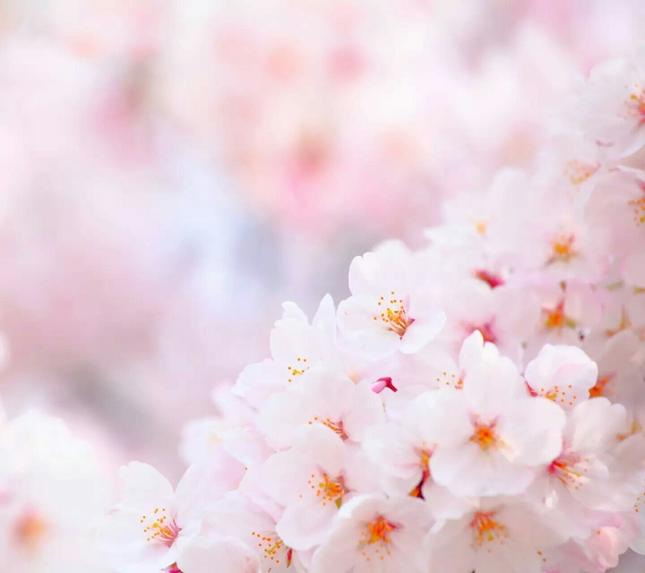 pink flowers