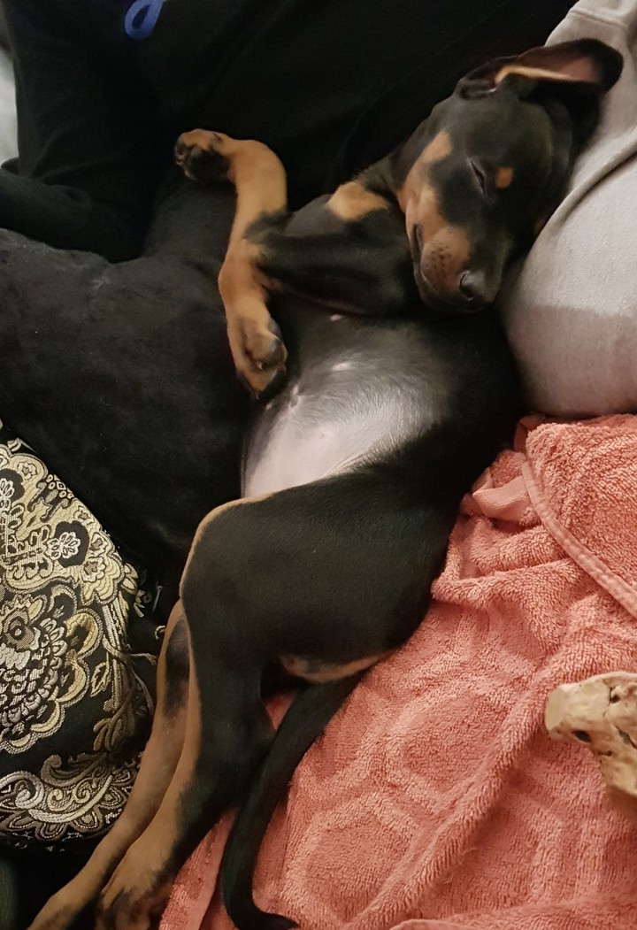 Dobermann Welpe