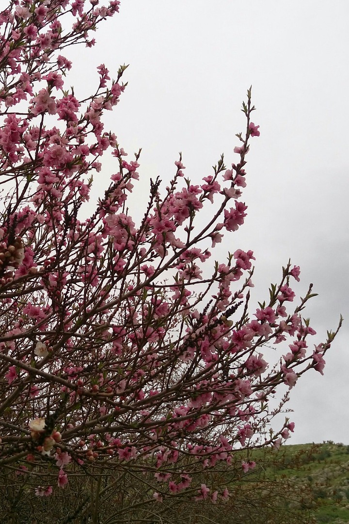 spring