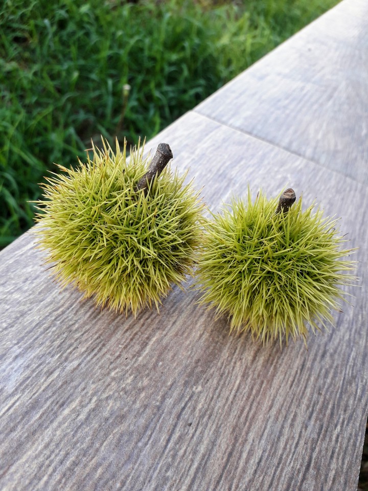 chestnut
